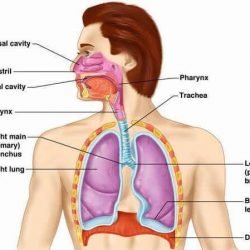 Human Respiratory System - 7 Parts