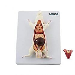 Rat Dissection Model