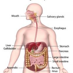 Human Digestive System