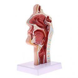Human Nasal Cavity Model