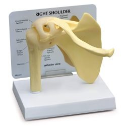 Shoulder Joint Model