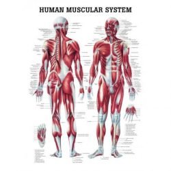 Human Leg Muscles Anatomy Model