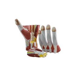 Anatomy Hand - 3 Parts