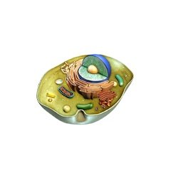 Animal Cell Model