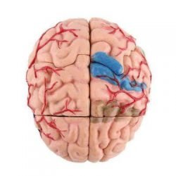Brain Anatomy 3D Model 7 Parts