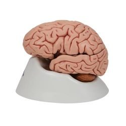 Brain Eco Model 2 Parts