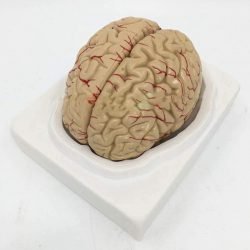 Brain Model Life Size