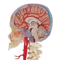 Skull With Blood Vessels - 3 Parts
