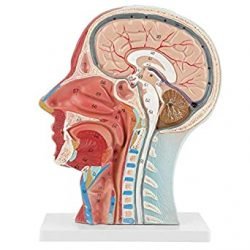 Brain with Half Head Model
