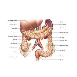 Caecum And Appendix