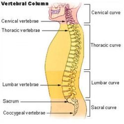 Cervical Spinal Column