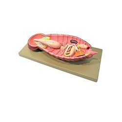 Cockroach Dissection Model