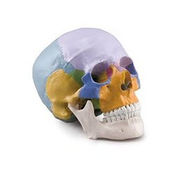 Coloured Skull - 3 Parts