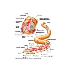 Earthworm Anatomical Model