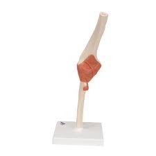 Elbow Joint Models