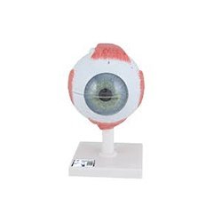 Eye Model 6 Parts