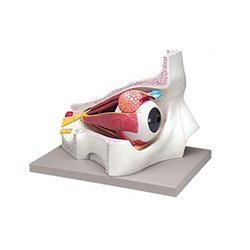 Eye With Orbit 5x life Size 4 Parts