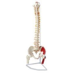 Flexible Vertebral Column with Femur Heads, Me Insertions, Removable Sacrauscll Crest