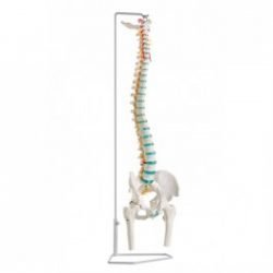 Flexible Vertebral Column With Femur Heads