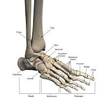 Foot Bones