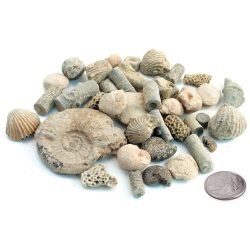Fossil Laboratory Kit