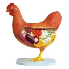 Hen Anatomy Model