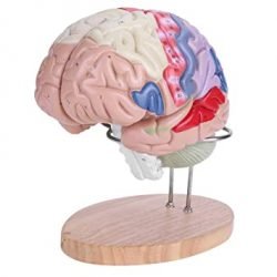 Human Brain Model 2 Parts