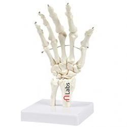 Human Hand And Wrist Model