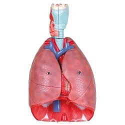 Human Lung Model