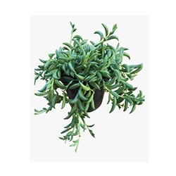 Ice Plant
