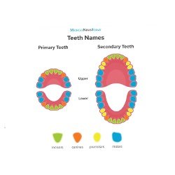 Incisor Canine And Molar