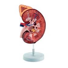 Kidney with Adrenal Gland, life size - 2 Parts