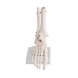 Life-Size Foot Joint Model