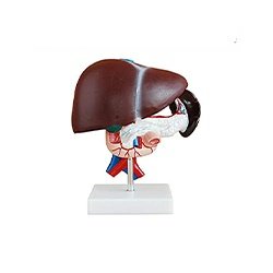Human Liver Model