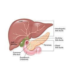 Liver Section With Gall Bladder