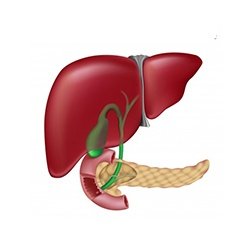 Liver With Gallbladder