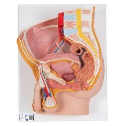 Median Section Of Male And Femal Urinary Tracts