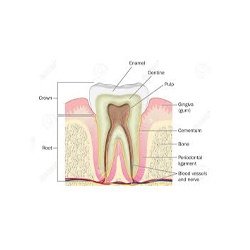 Molar And Incisor Cross Section Model