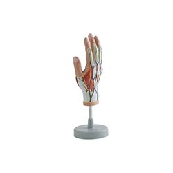 Muscles Hand - 4 Parts