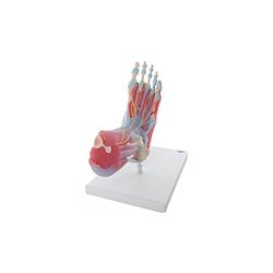 Muscles Of Foot Model