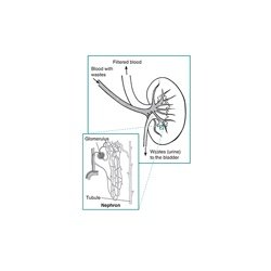 Nephron Diseases