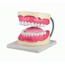 Oral Hygiene Model