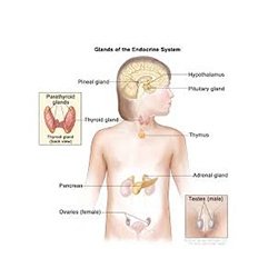 Organs Of The Endocrine System