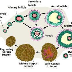Ovary Structure Model