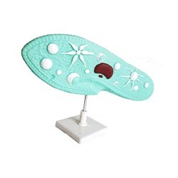 Paramecium Model
