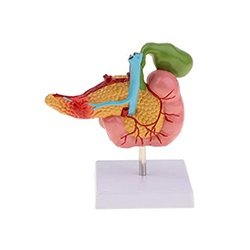 Pathological Model Of The Pancreas Duodenum And Gallbladder