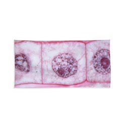 Plant Mitosis Cell Division