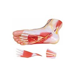 Regional Anatomy Of The Foot