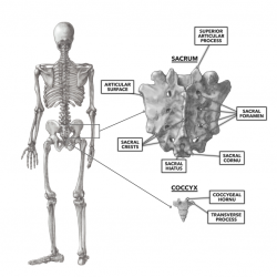 Sacrum With Coccyx