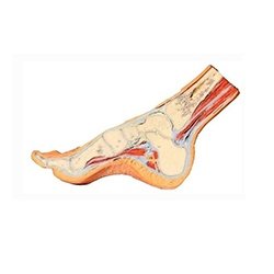 Section of Foot Model